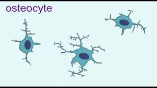 AP1 BONE OSTEOBLASTS amp OSTEOCYTESavi [upl. by Devad]