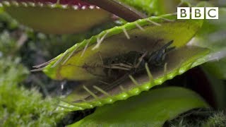 Hungry Venus flytraps snap shut on a host of unfortunate flies  Life  BBC [upl. by Kacie682]