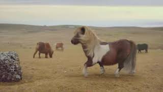 Moonwalking Pony TV Commercial 3 Mobile  UK TV ADVERT [upl. by Pillsbury]