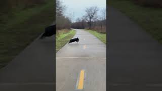 Cyclists thrilled after witnessing wild hogs running along bike trail shorts [upl. by Birch]