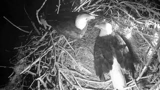 SWFL Eagles💞F23 calls for M15 He comes down to the nest303 am 20231127 [upl. by Ard663]