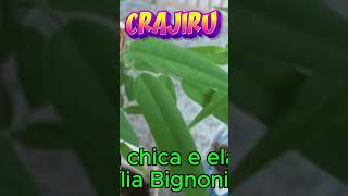 CRAJIRU PLANTA MEDICINAL DIVERSOS BENEFÍCIOS [upl. by Ellohcin248]