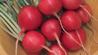 Growing Radishes [upl. by Akinaj]