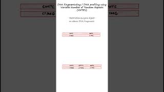 DNA profiling or DNA fingerprinting using RFLPs and VNTR probes genetics biology forensics [upl. by Intruoc]