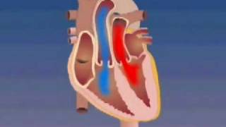 Transposition of the Great Arteries [upl. by Chip814]