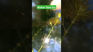 Widow Tetra Fry ஏன் பொறித்தது 😇😇 [upl. by Four]