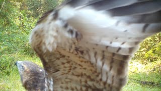 Redtail Hawk Receives Multiple Scoldings July 2024 [upl. by Ayit]