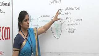 Nephridia of Neres Lecture BSc Biotechnology by Ms Priyanka khan [upl. by Akinorev]