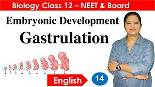 Gastrulation and Embryonic Development  English Class 12 [upl. by Aillij]