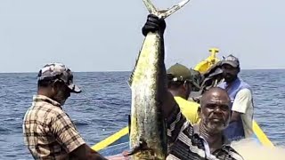 பெரிய மீன் வேட்டைbig fish hunt 🐟 🦈 [upl. by Ammamaria]