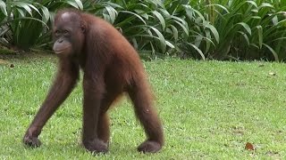 Sepilok Orangutan Rehabilitation Centre Sabah Malaysia [upl. by Womack171]