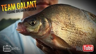 Bream Fishing in Sweden  Team Galant English Subtitles [upl. by Ardnwahs]