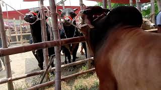 Hazratpur haat er boro boro goru dekhun giantgoru cow cattle eiduladha2024 giantgoru [upl. by Westbrook]