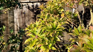 Pieris Japonica 7 Months After Cloud Pruning 4K  December 2023 [upl. by Jaycee]