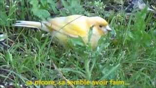 CANARI en LIBERTE  HD  Serinus canaria  Linnaeus 1758  Serin des Canaries  052014 [upl. by Cathy415]