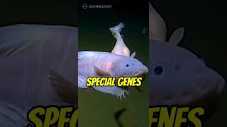 RecordBreaking Deep Sea Discovery Snailfish Filmed at 8336 Meters  Ocean Exploration [upl. by Ojaras301]