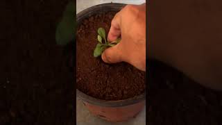 Transplanting Seedlings is Super EASY  Petunia amp Marigold [upl. by Aitat]