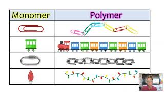 Intro to Macromolecules CHONP Monomer vs Polymer General bio Updated [upl. by Shaver827]