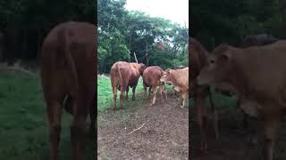 Bulls Breeding heifer naturally [upl. by Niwrad]