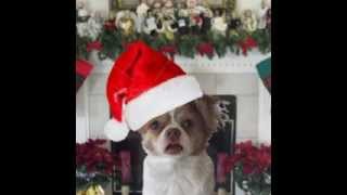 Funny Christmas Songs  Feliz Navidad [upl. by Aramak]