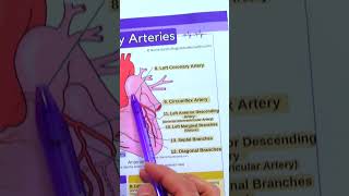 Coronary Artery Anatomy in Less Than 1 Minute  Heart Anatomy shorts anatomy nursing [upl. by Rossie60]