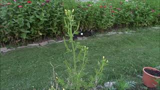 Cleome Viscosa properties and uses [upl. by Ynohtn874]