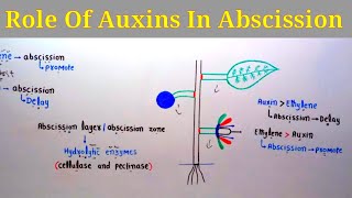 Role Of Auxins In Abscission  Lec 31  Plant Physiology [upl. by Hokanson]