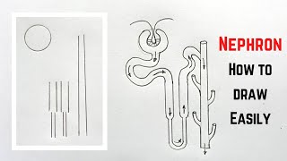 How to draw Nephron diagram Easily Step by Step [upl. by Lien]