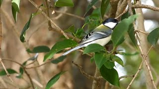 シジュウカラ Parus minor  公園の野鳥 [upl. by Clementina]