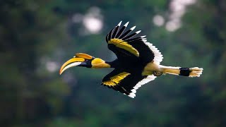 Great hornbill [upl. by Assirral]