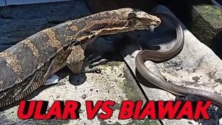 NGERI  BIAWAK MAK4N ULAR BESAR  BIAWAK VS ULAR [upl. by Neehcas]