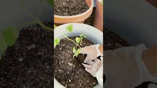 Moringa plant gardening [upl. by Alleb]