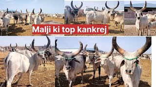 मालजी देसाई की टॉप क्लास कांकरेज गाय kaiyari Lakhpat kutch kankrej Gujarat best buld line kankrej [upl. by Aubrette]