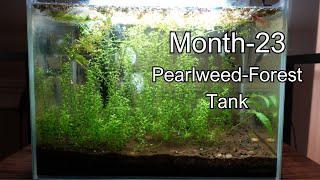 Month 23 PearlweedForest Tank new shrimp added moss ball growth ep3 [upl. by Atekram577]