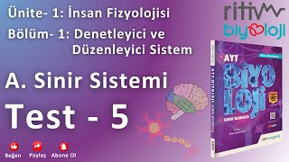 Test  5  İnsanda Sinir Sistemi  Merkezi Sinir Sistemi  Beyin Bölümleri  2 [upl. by Thirza]