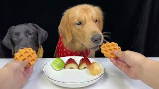 Unbelievable Dogs CAN eat VEGESTABLES  Diet Food for Golden amp Labrador Dogs Part 1 [upl. by Afaw]