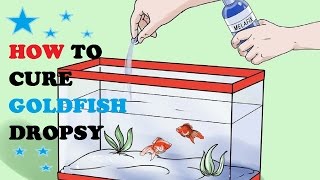 How to Cure Goldfish Dropsy [upl. by Ladnyc]