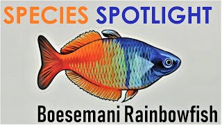 SPECIES SPOTLIGHT  Melanotaenia Boesemani  A Beautiful Rainbowfish [upl. by Akiv]