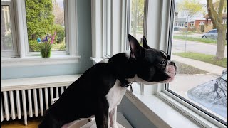 The Most “Intimidating” Boston Terrier Bark 🤣 [upl. by Connors]