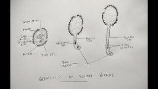 Germination of pollen grain diagram class 12 cbse [upl. by Ryann]