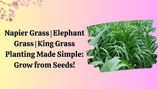 Napier Grass  Elephant Grass  King Grass Planting Made Simple Grow from Seeds [upl. by Anyt]