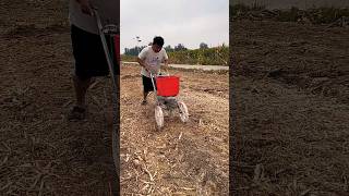 Agriculture After planting use this handpush fertilizer spreader which is really convenient [upl. by Trebmal398]