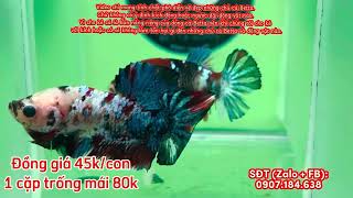 Đợt cá betta đồng giá 45kcon 1 cặp 80k ngày 21102024 koi nemo koi red galaxy [upl. by Yedsnil849]