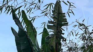 Ensete Hiniba vs Storm Ashley  The Aftermath [upl. by Ariek]