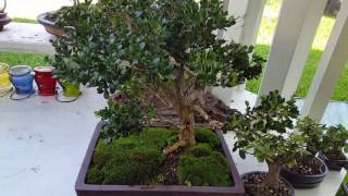 My boxwood bonsai [upl. by Ricker559]