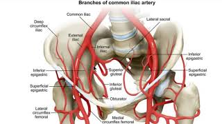 Obturator artery anatomy 3D [upl. by Euqinad796]