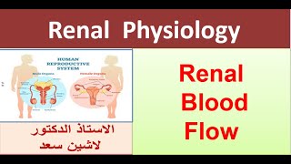 L3  Renal Blood Flow  Filtration Fraction  Autoregulation of RBF [upl. by Ahsemak]