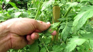 What Causes Tomato Leaf Yellowing and How to Fix It [upl. by Ruyle122]