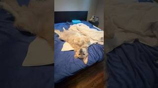 வடிவேலு காமெடி  vadivelu on sleeping  Tamil beauty  canada goldenretrieverfun pets dog [upl. by Anujra499]