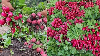 Cultivo de Rábanos en  verano  La Huerta En El Campo [upl. by Dieter767]